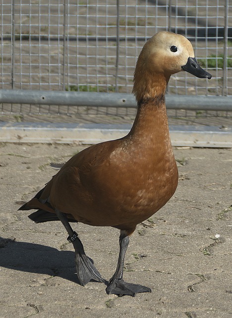 选项